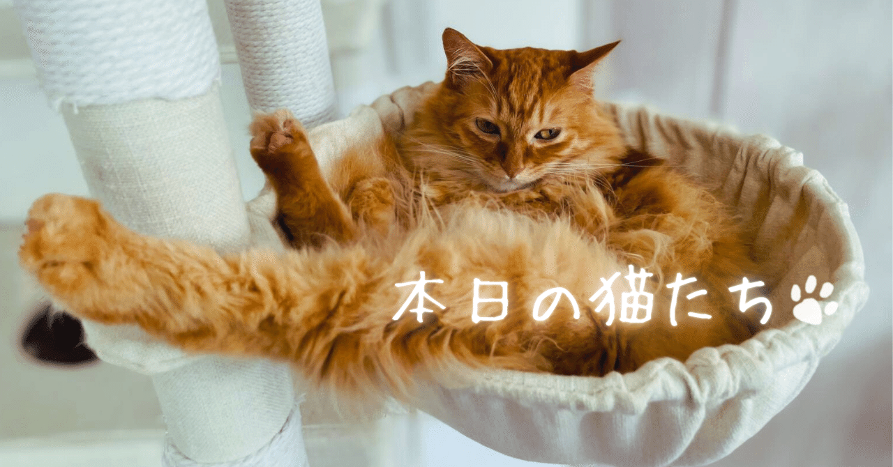 vivi猫 Woobia ウービア 【振り向くブリティッシュ ショートヘア