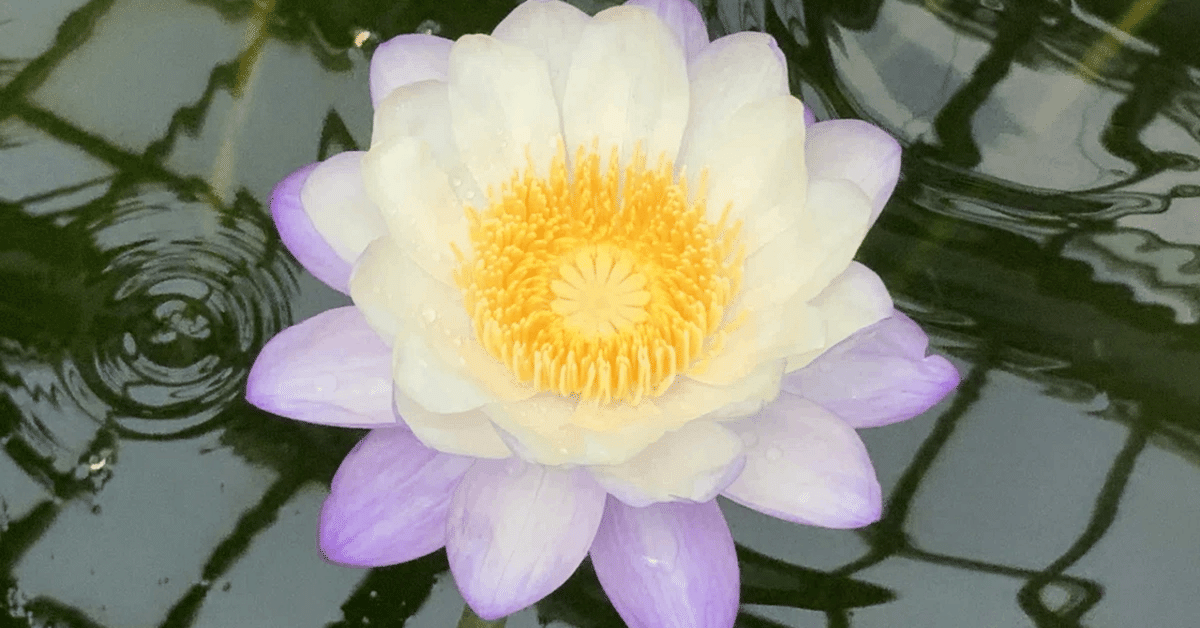 Waterlilies And Lotuses 蓮・睡蓮 ハス スイレン 花の写真｜蓮