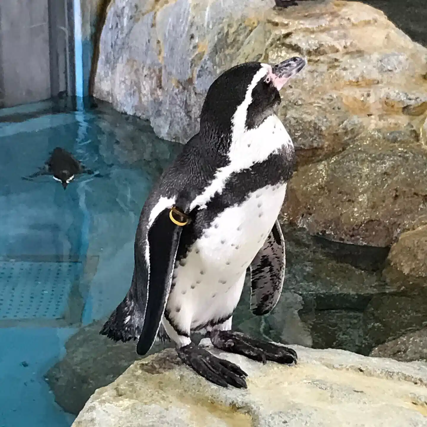スズペン