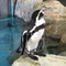 スズペン