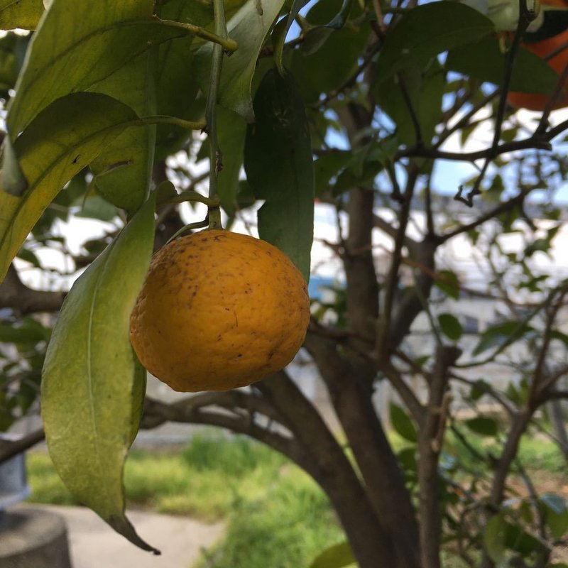 柚子胡椒つくってみた Yの家 Note 柚子胡椒つくってみた Yの家 Note