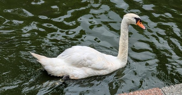 目に黄色いアイリング｜シロガシラツクシガモ Radjah shelduck