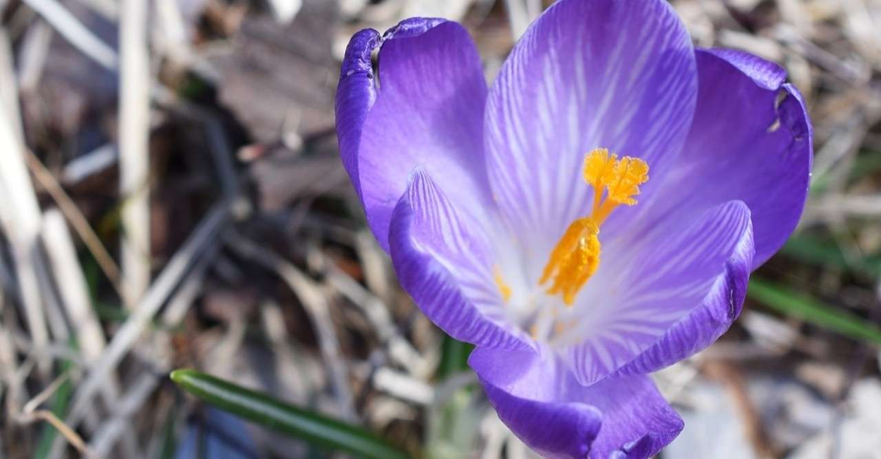 生きにくさは 進化の徴 しるし Nobukoの里山暮らし Note