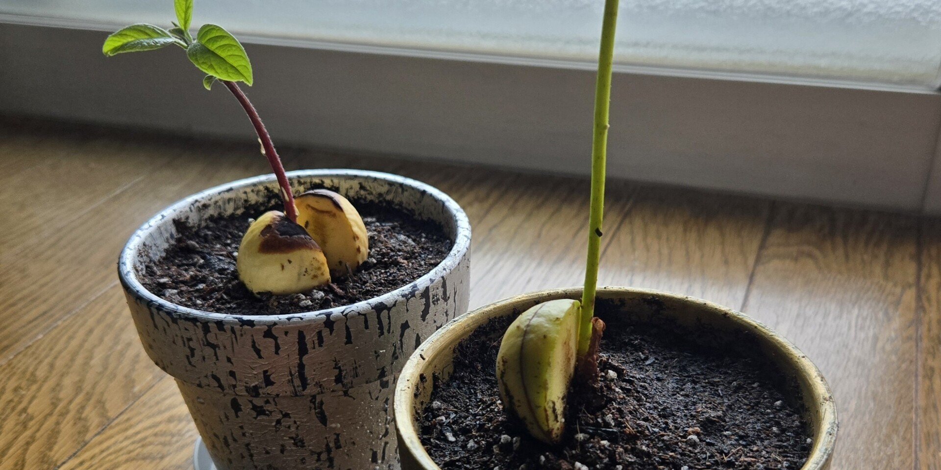 アボカド成長記 - 節約｜れいちゃん｜note