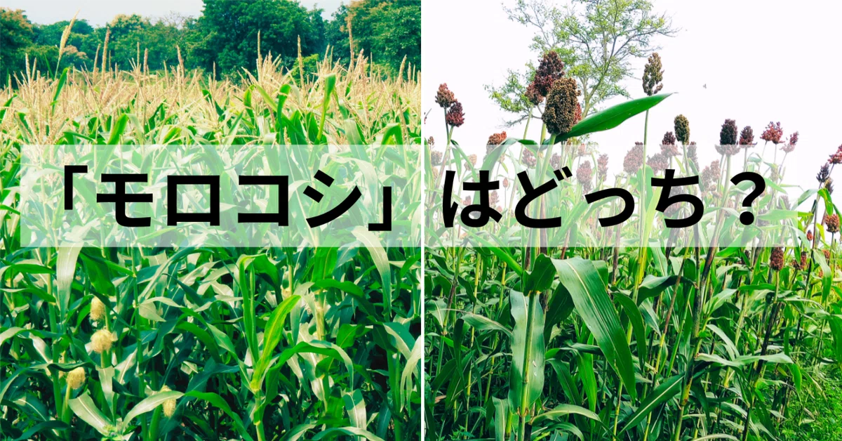「トウモロコシ」と「モロコシ」の違いとは？│語源や意味の移り変わりの歴史｜Naokius│構造思考で世界を深掘りする人
