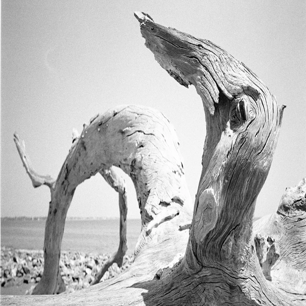 流木の聖地、DriftwoodをElmarit-M 28mm F2.8 ASPH.で撮ってみた -2