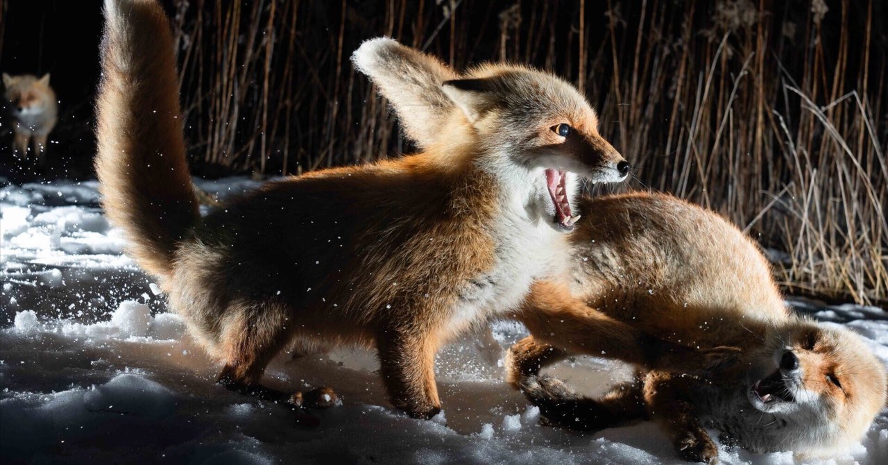 雲彩カット苗サイズを見る¥999-1999 アライ Arai VZ-RAM 宵桜 YOIZAKURA S サイズ(55-56cm) 限定 未