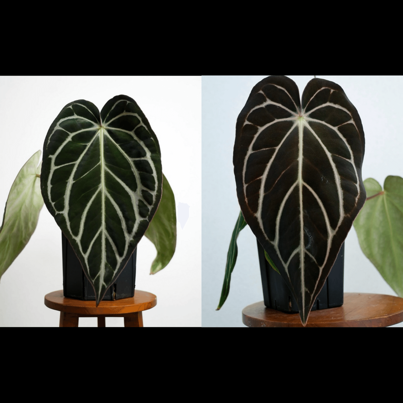 8/10 夏の販売会】新作Hybrid先行リリースのお知らせ｜acu_s_forest