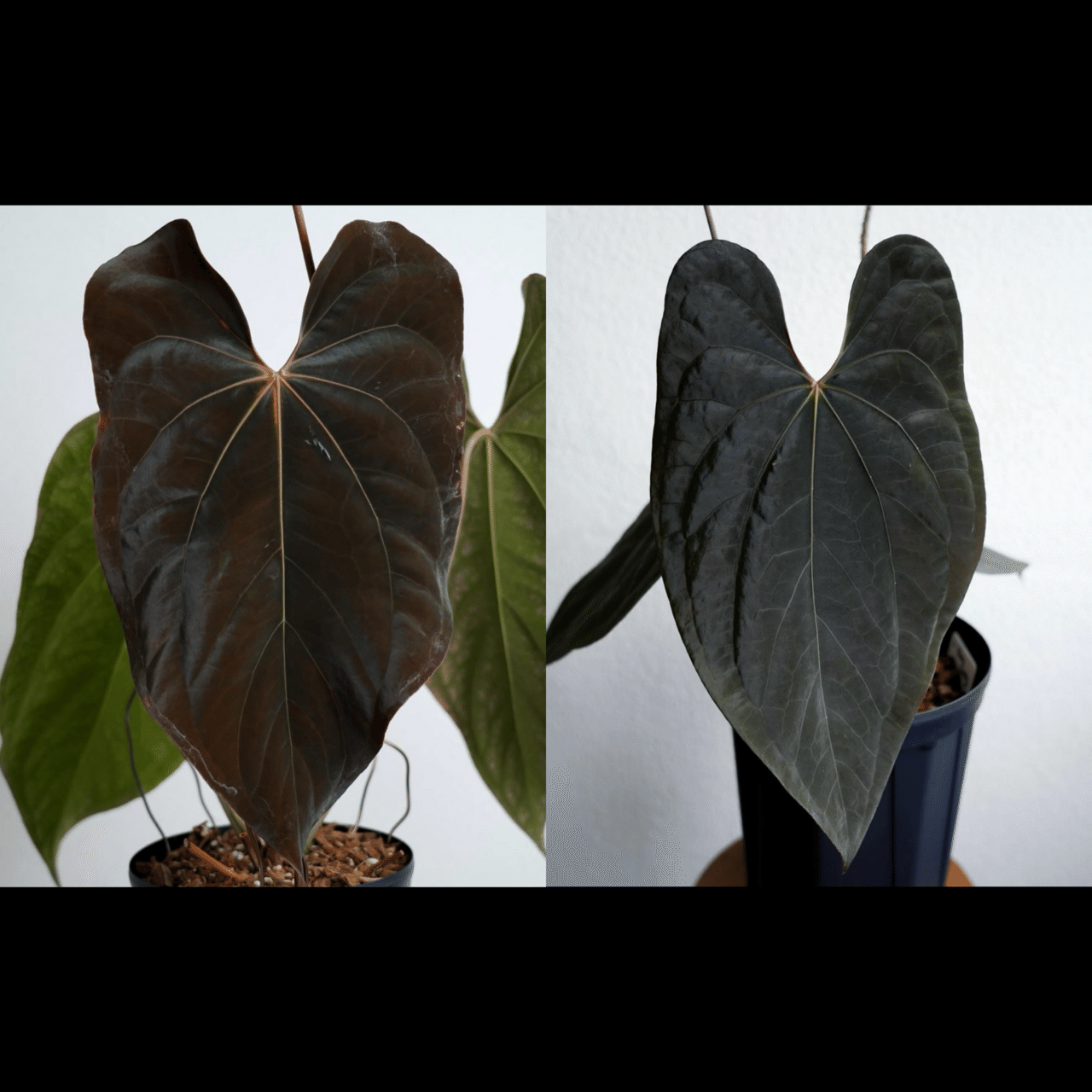 ガラクーシア　アンスリウム　AOS 選抜株 ガラクーシア様専用 アンスリウム AOS 選抜株