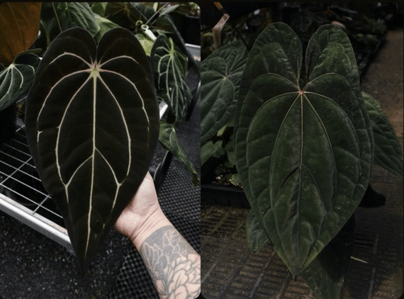 8/10 夏の販売会】新作Hybrid先行リリースのお知らせ｜acu_s_forest