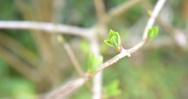 3月9日（月）春と往診と音楽