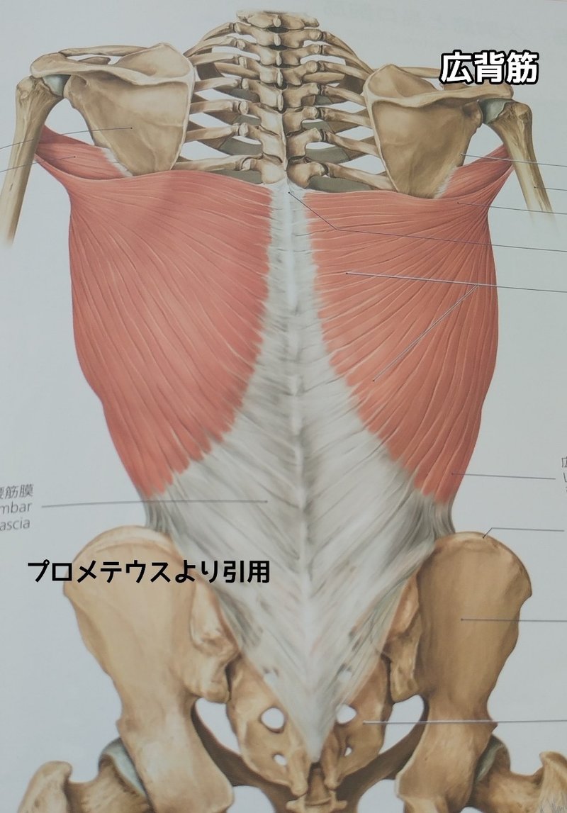 老若男女アブローラーをやるときの注意点 シン キントレラバーズ Note