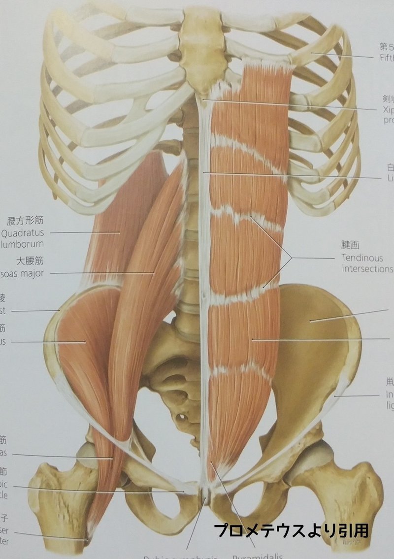 老若男女アブローラーをやるときの注意点 シン キントレラバーズ Note