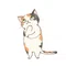 路地裏の猫-絶賛インド人-