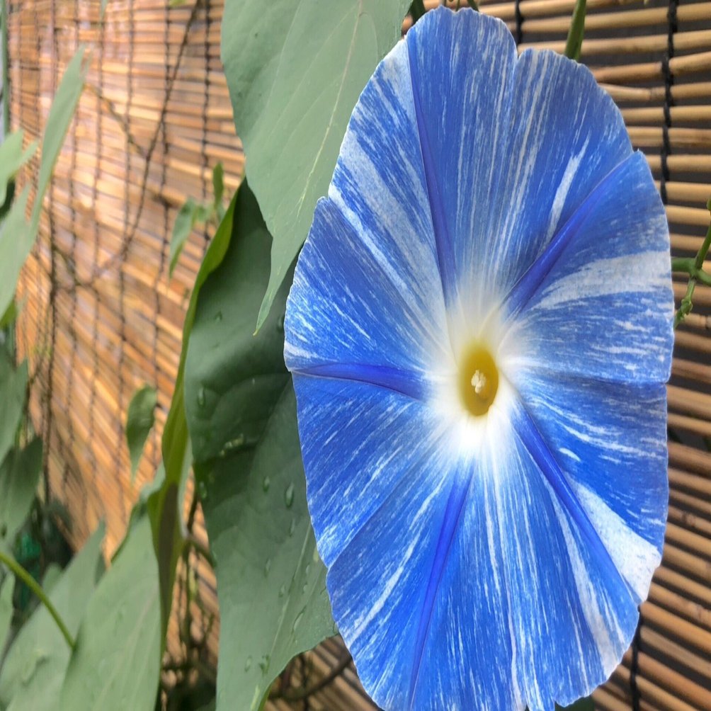 花言葉】朝顔（アサガオ）Morning Glory｜璃桜（りおう）＠日常の彩り