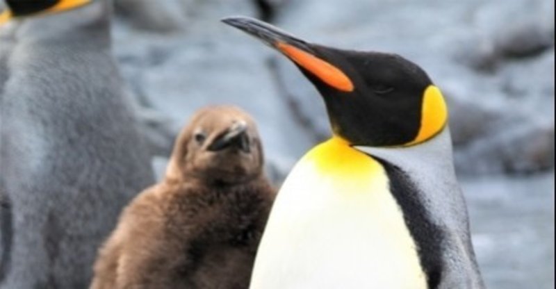 ペンギン親子 ほのぼのストーリー I Like When You Read Me Stories Haru Note