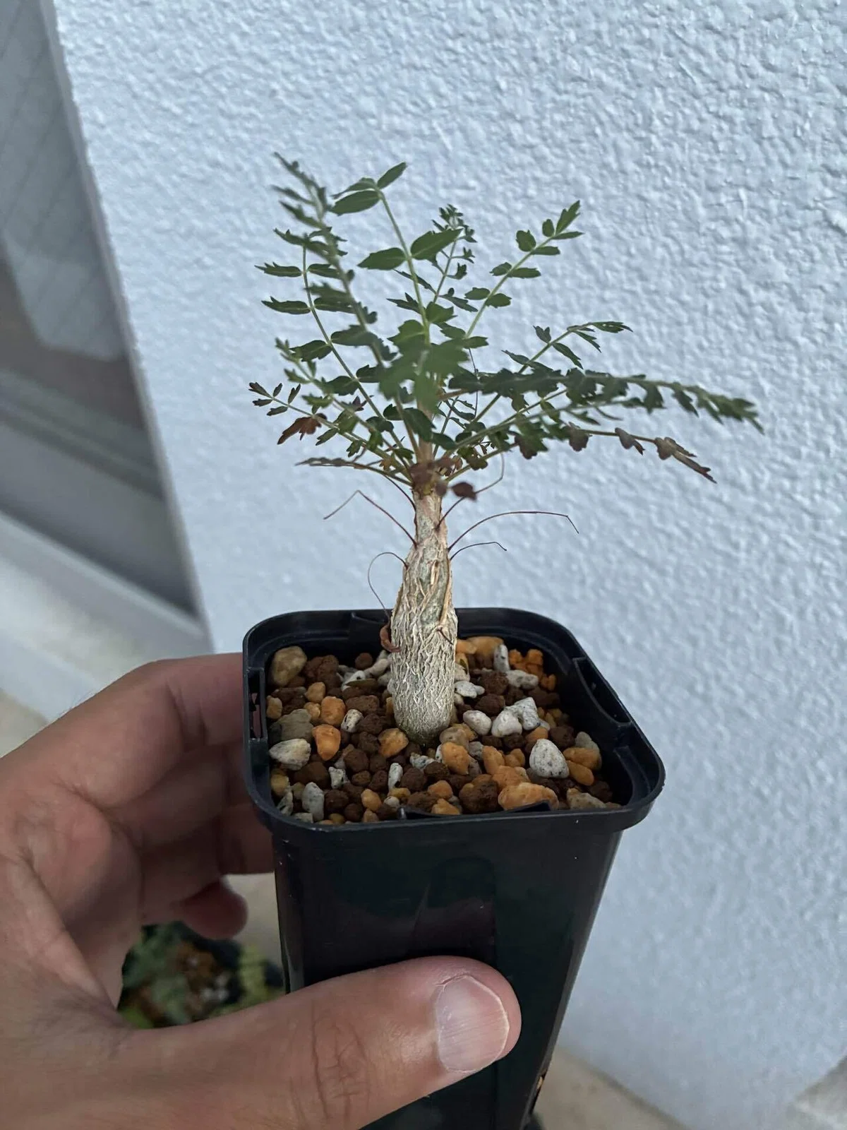 植物紹介(ボスウェリア ネグレクタ)｜半人前育成者