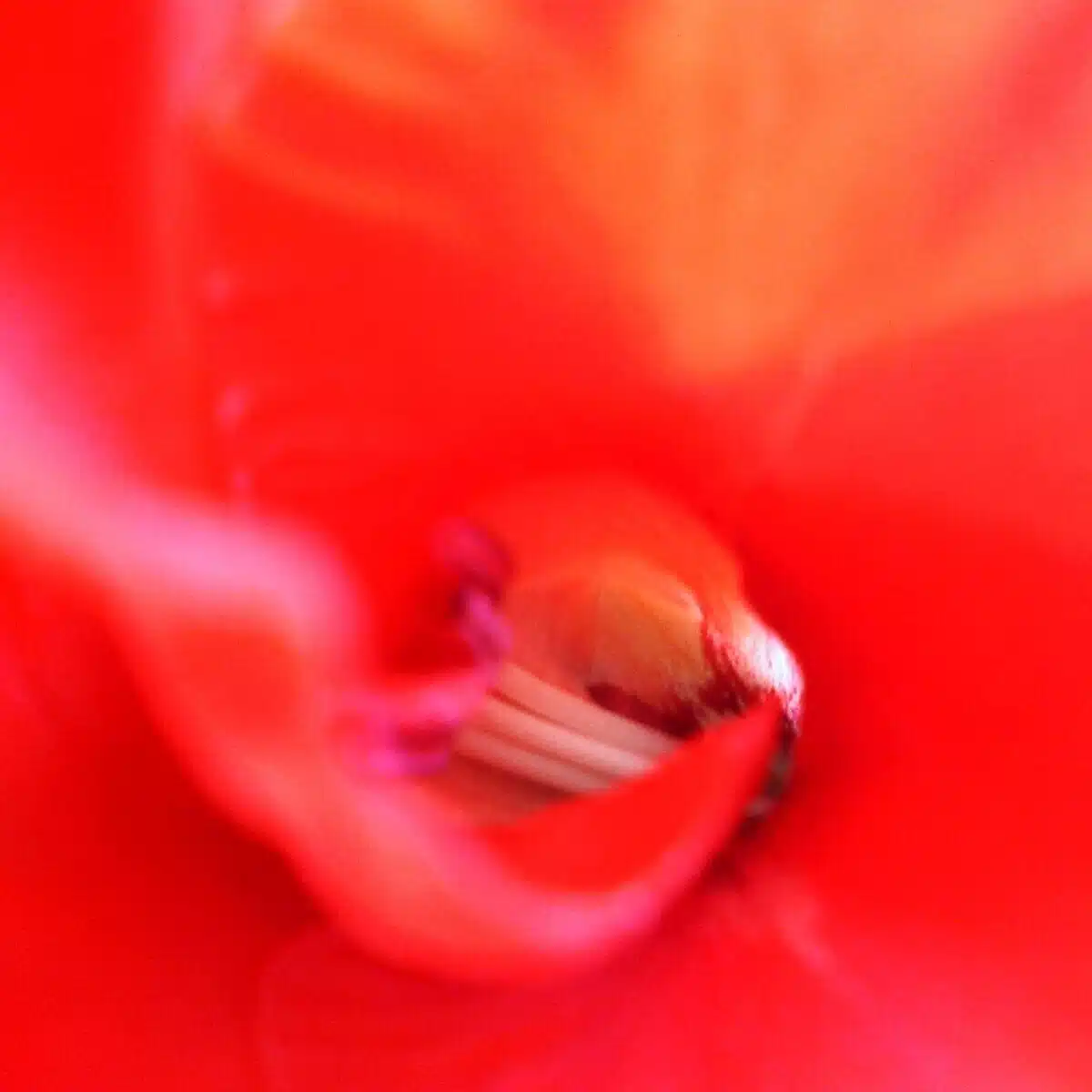 一花幻