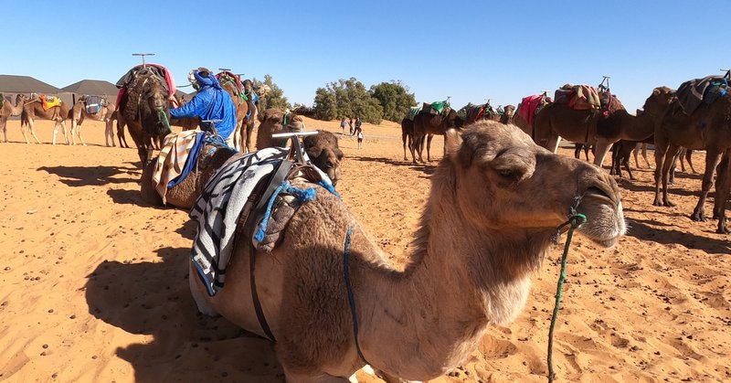 モロッコ旅⑯ 〜ラクダに乗って夕日を見に行く〜