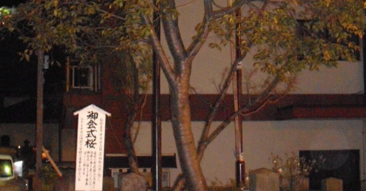 日蓮入滅時に桜は咲いたか｜万灯