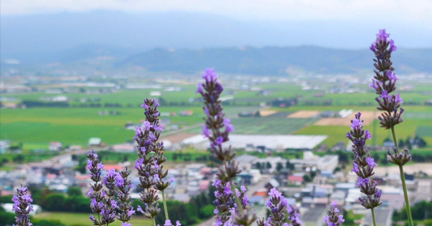 1泊2日で富良野・旭川・美瑛の旅（2025年7月28日～29日）《その1》～旅