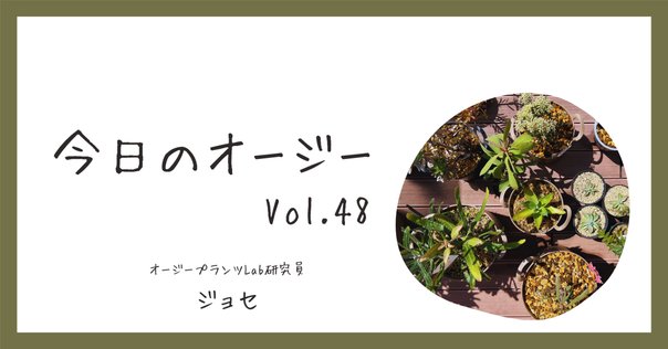 アヌビアス・ナナ・シックリーフ｜アクアモノグラフ情報｜NoA