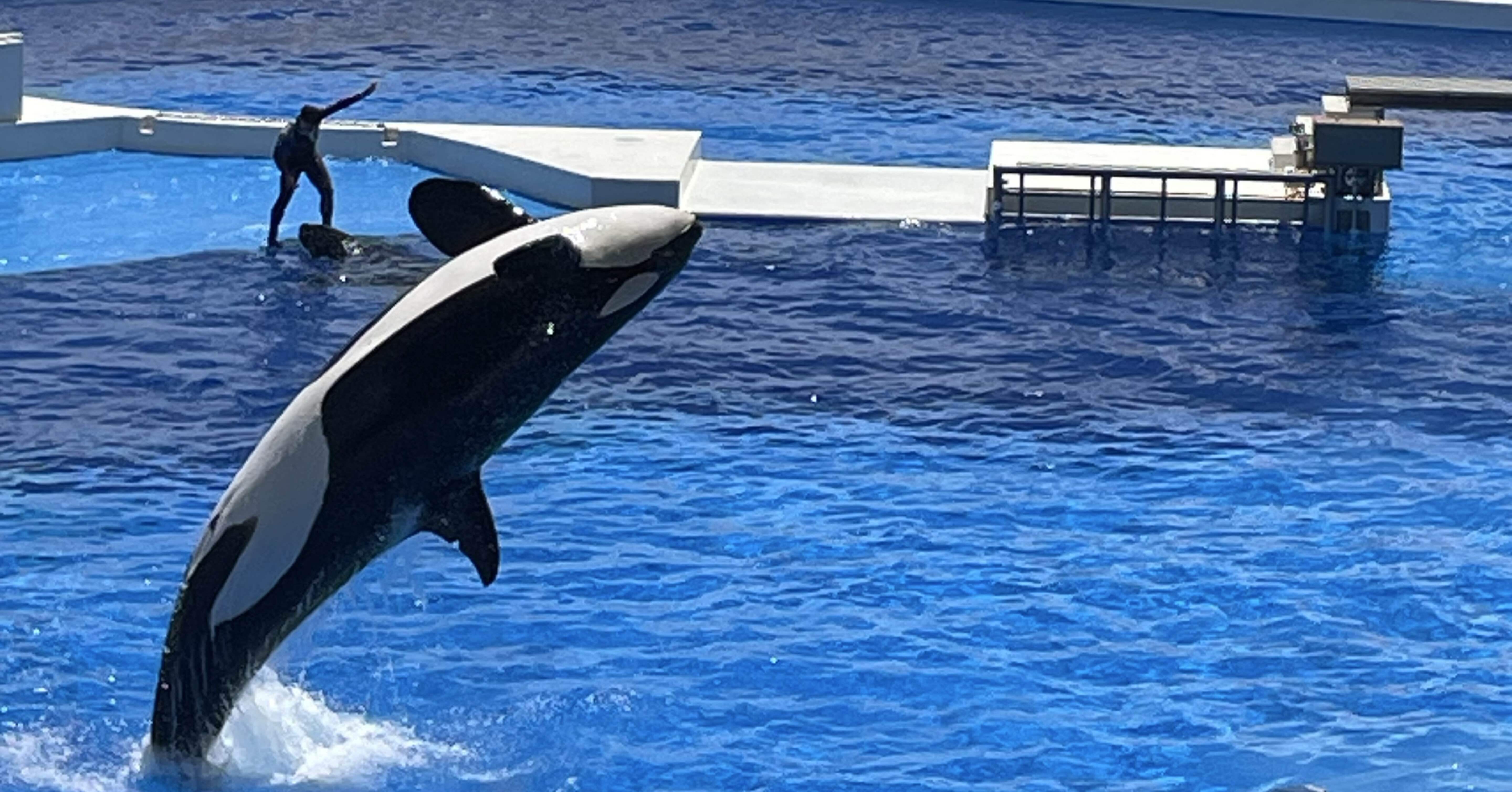 これぞ、夏の1コマ！神戸須磨シーワールドのオルカショー｜グルメ