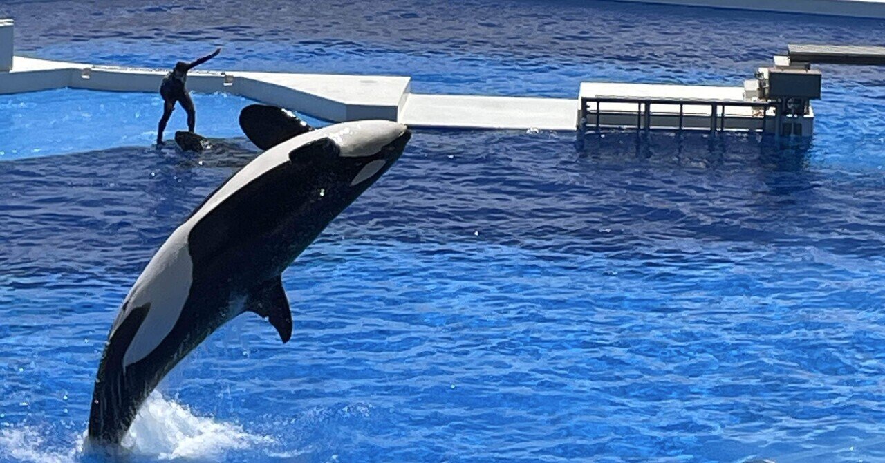 これぞ、夏の1コマ！神戸須磨シーワールドのオルカショー｜グルメ