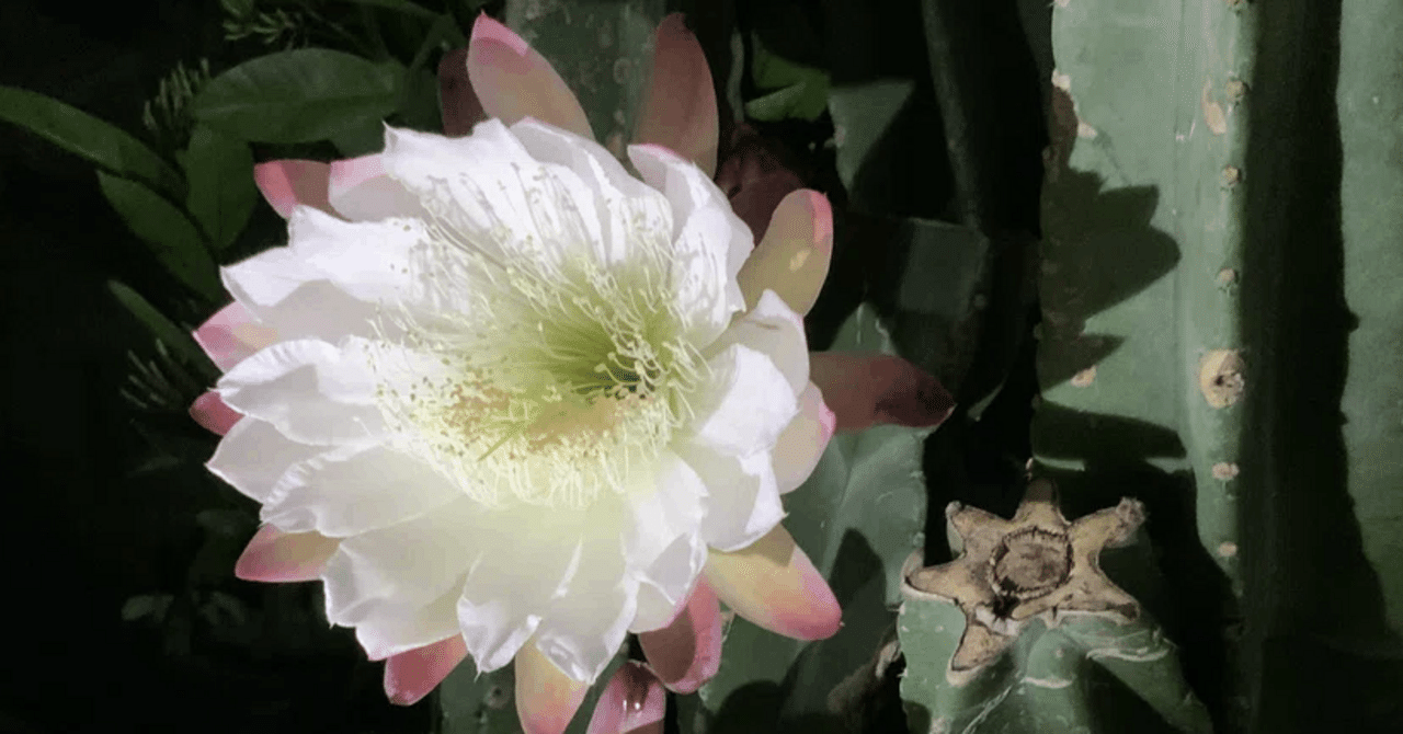 昼夜逆転室のサボテンの花（京都府立植物園）：2025年8月6日（水