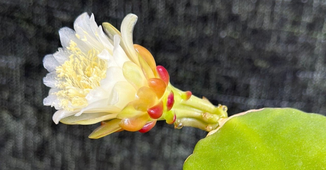 ちょっと珍しい森林性サボテン、Weberocereus（Eccremocactus） bradei