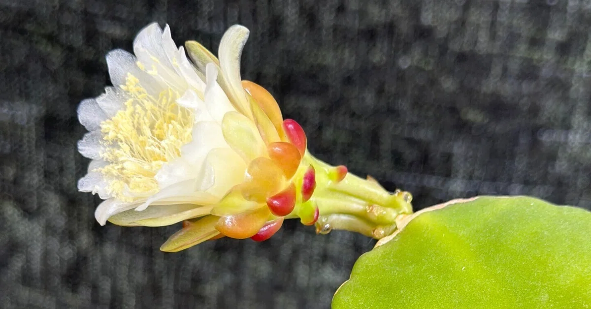 ちょっと珍しい森林性サボテン、Weberocereus(Eccremocactus ちょっと珍しい森林性サボテン、Weberocereus(Eccremocactus