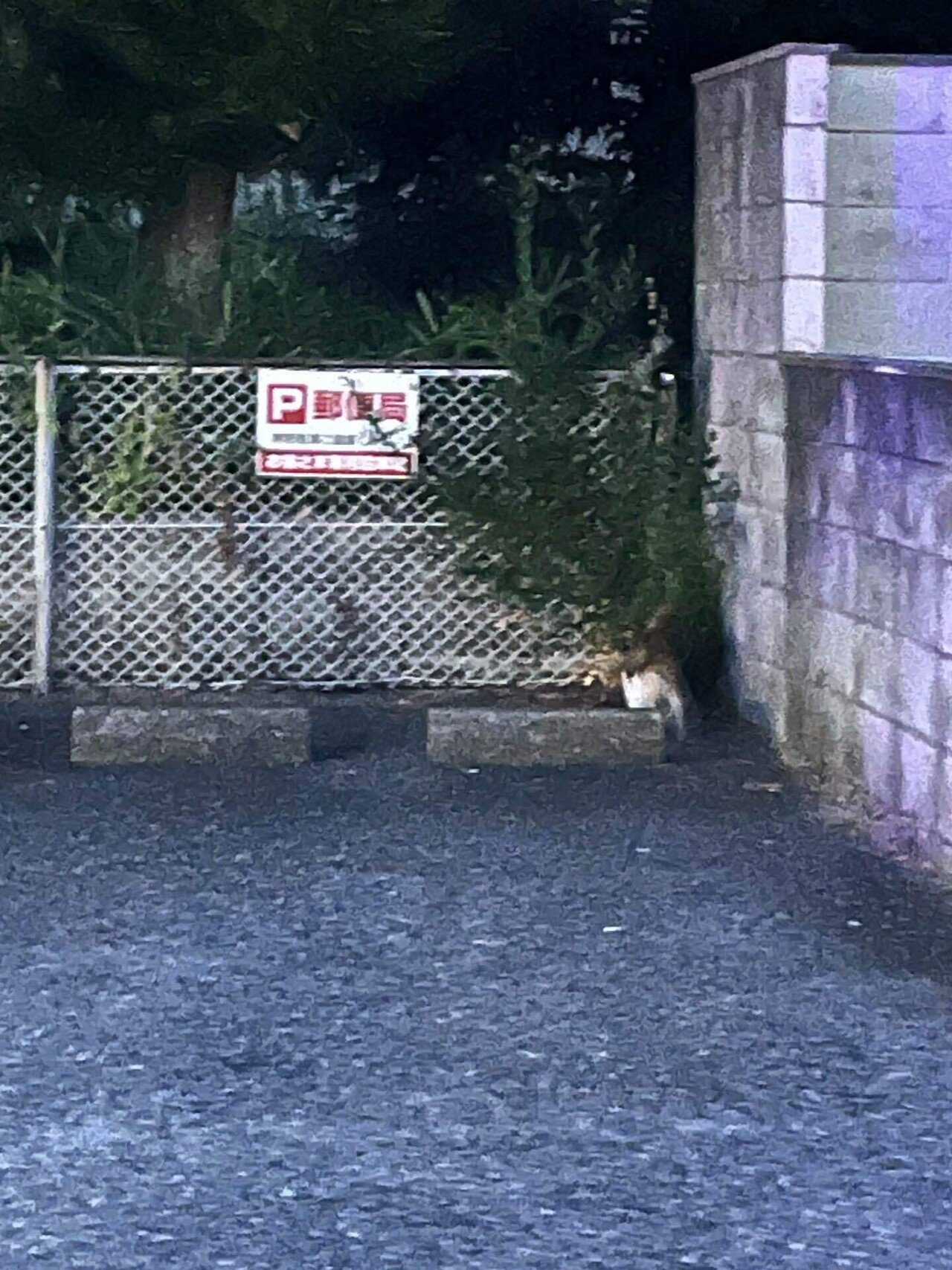 🐱三毛猫の君は『みっちゃん』ね❣️📚ss｜まるまるの虫 カメさん