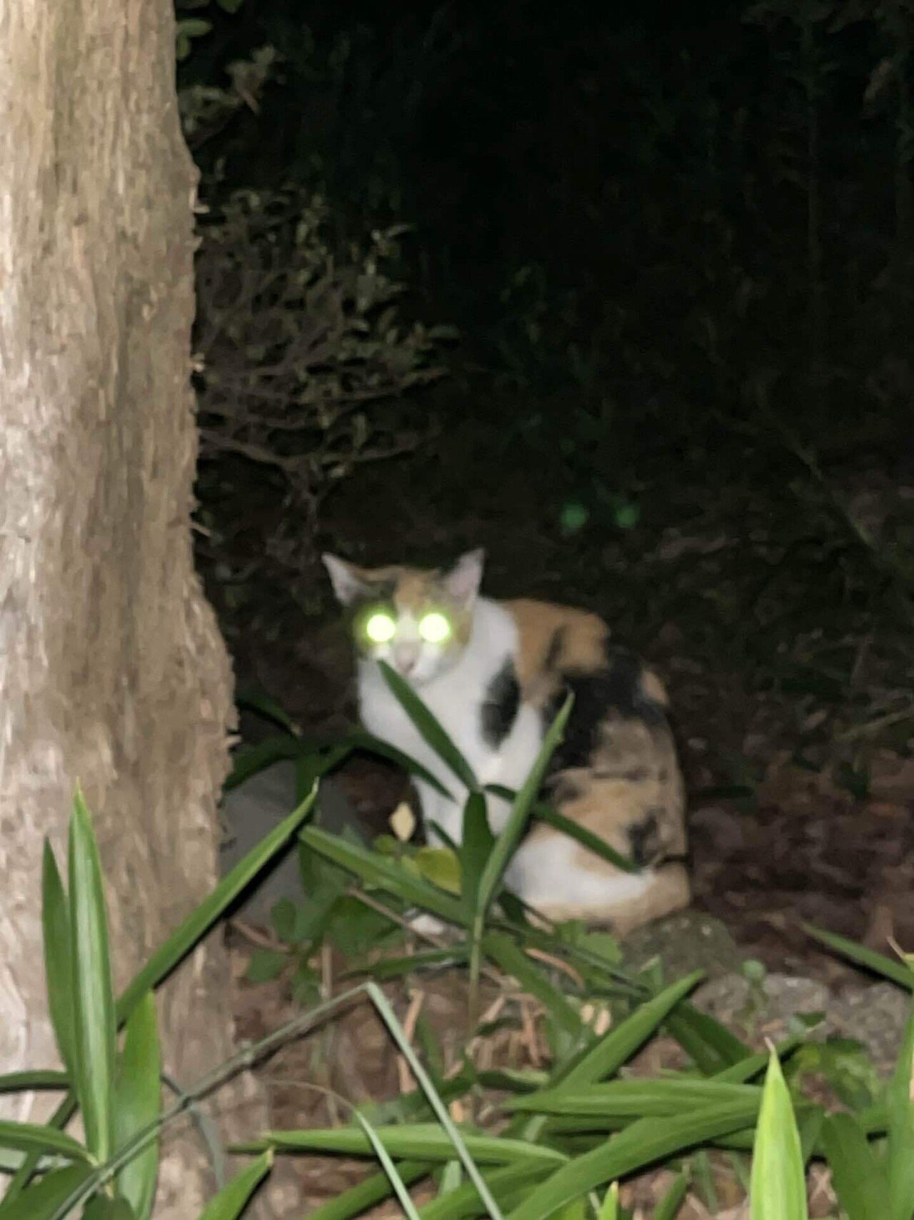 三毛猫 コンクリート壁の前 写真 イスタンブール 塀の上の三毛猫[10583011846]の写真・イラスト素材