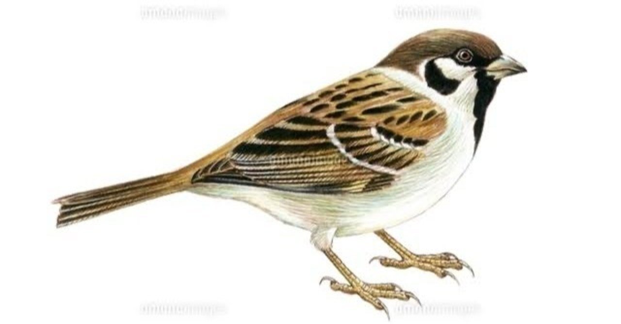 第870回 『スズメ』も隅々まで調べてみよう｜翆野 大地