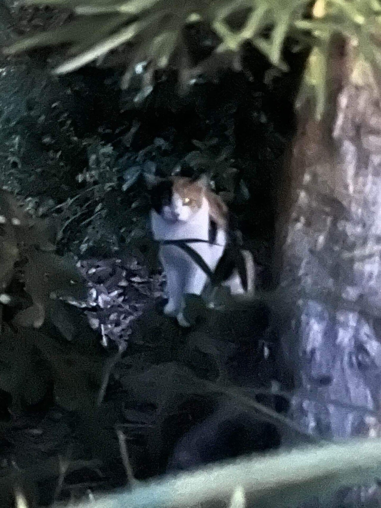 🐱三毛猫の君は『みっちゃん』ね❣️📚ss｜まるまるの虫 カメさん