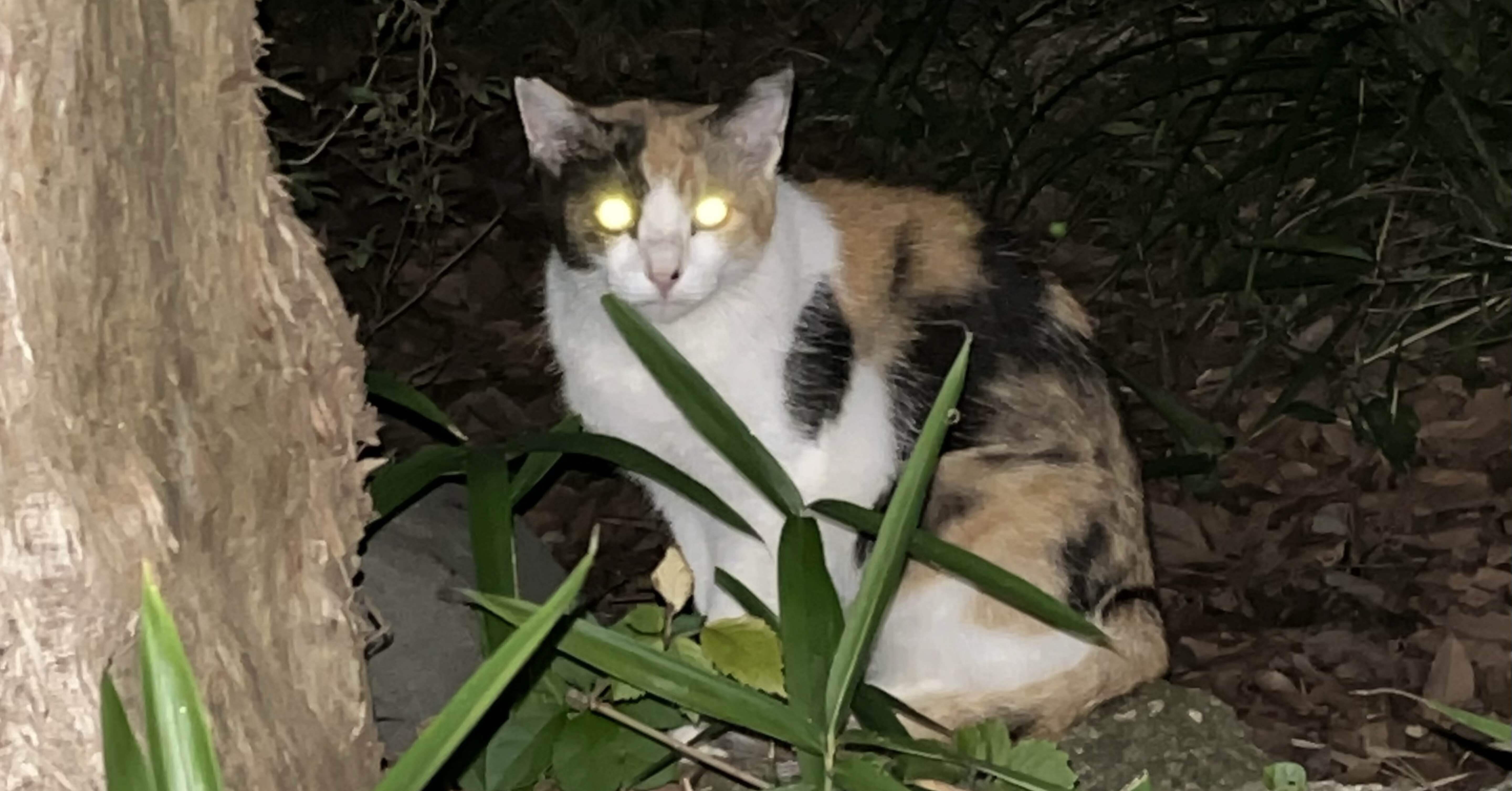 🐱三毛猫の君は『みっちゃん』ね❣️📚ss｜まるまるの虫 カメさん