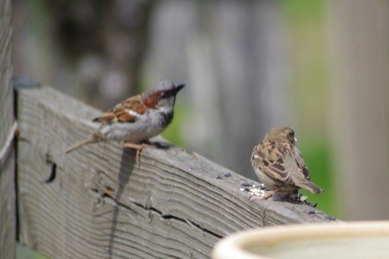第870回 『スズメ』も隅々まで調べてみよう｜翆野 大地