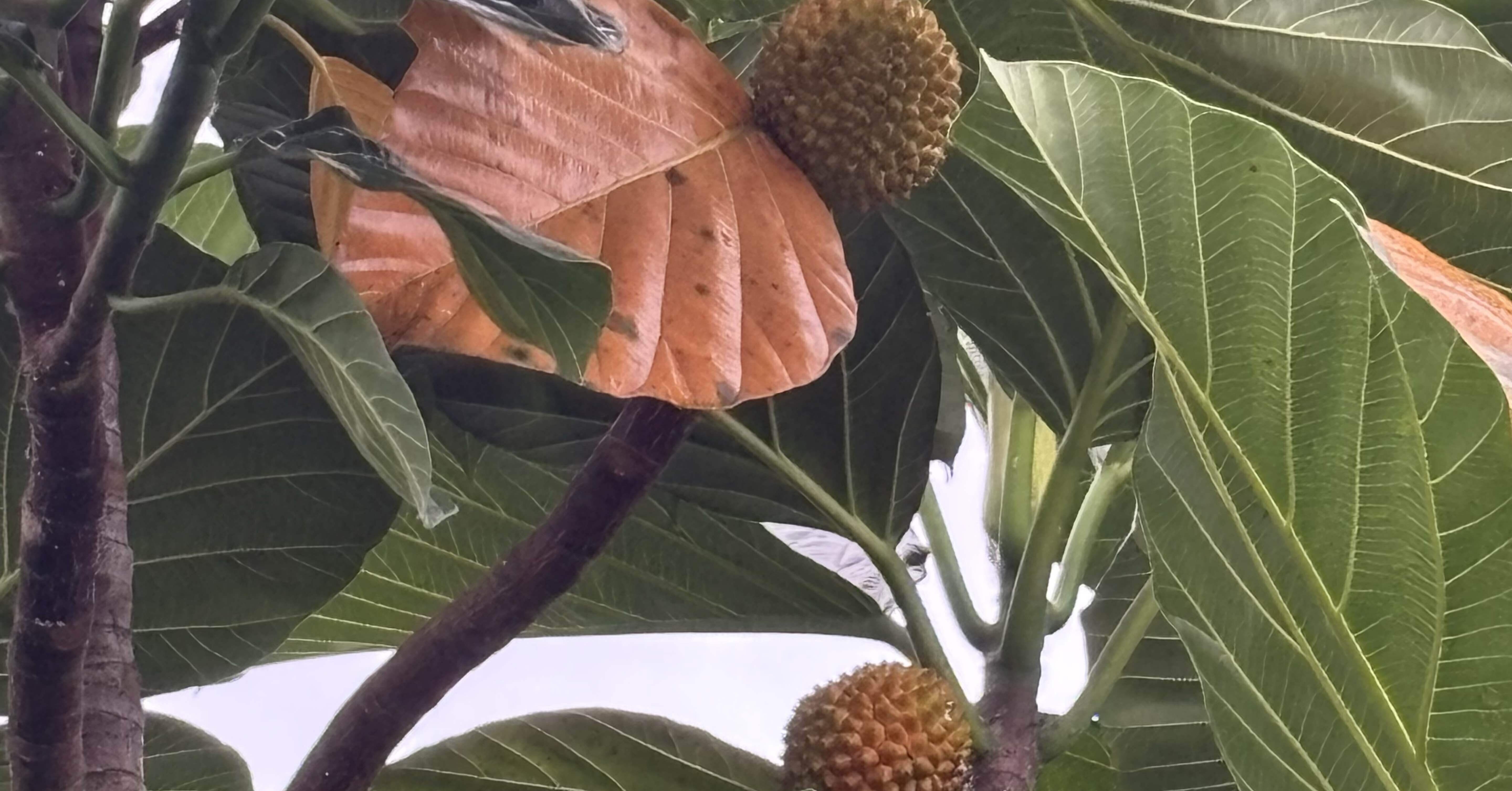 今年もパンの実がたくさんなっている｜さち