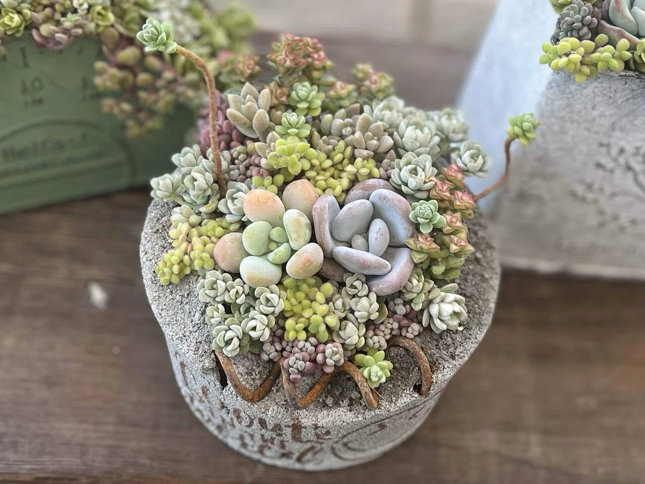 ❣️ファントムビューティー❣️カット ランダム エケベリア 寄せ植え 多肉植物 ❣️ファントムビューティー❣️カット ランダム エケベリア 寄せ植え