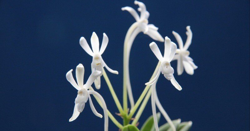 タマノカンアオイ　希少な銘品「多摩の誉」　　富貴蘭　山野草 タマノカンアオイ 希少な銘品「多摩の誉」 富貴蘭 山野草 タマノ