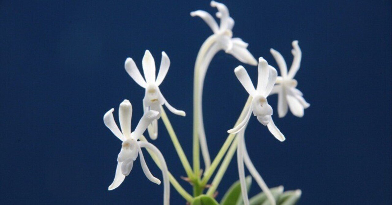 富貴蘭「緑宝」の花｜KJ Morison