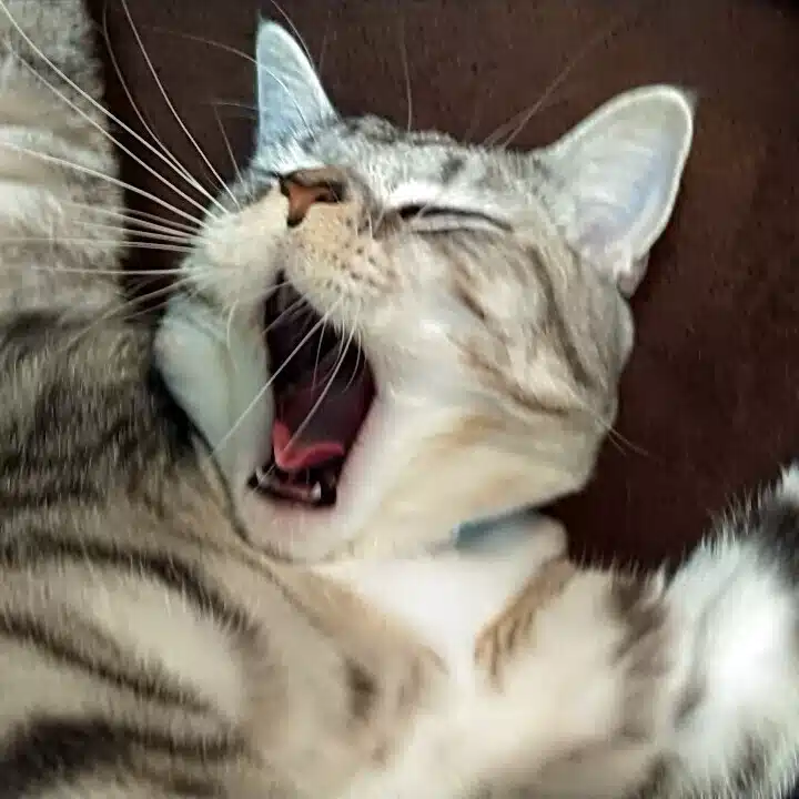 スギモト