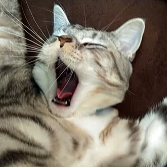 スギモト