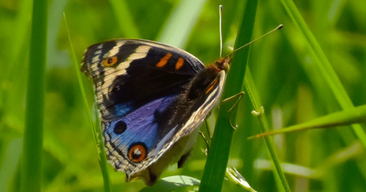 8月6日、5日ソフトフロント131円、メディシノバ 206円。ソフトフロントは、機関投資家が動かしている株価の動きなんて読めない。信用取引と株担保取引は悪魔の罠。昨日の記事と同じ。メディシノバ は、昨日はナ｜kuronekomarimo