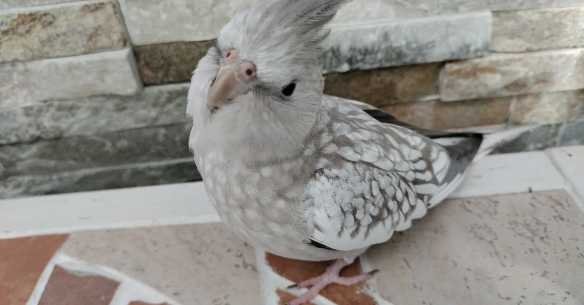 うちの子、なんだか飛ぶのが下手…」──心配しすぎないで
