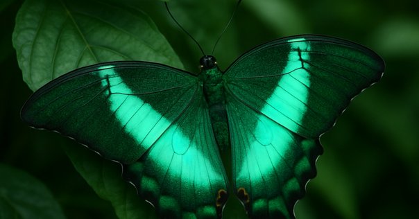 題名『幸運を呼ぶ蝶々』 🦋 しあわせを呼ぶ、青い蝶。 「 Blue Butterfly