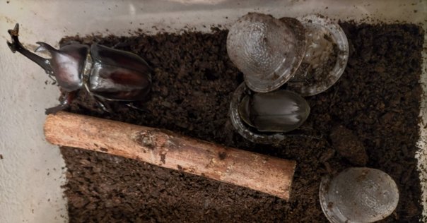 大型スマトラオオヒラタクワガタ爆産セット(世子) 102mm＋メス2匹(同腹