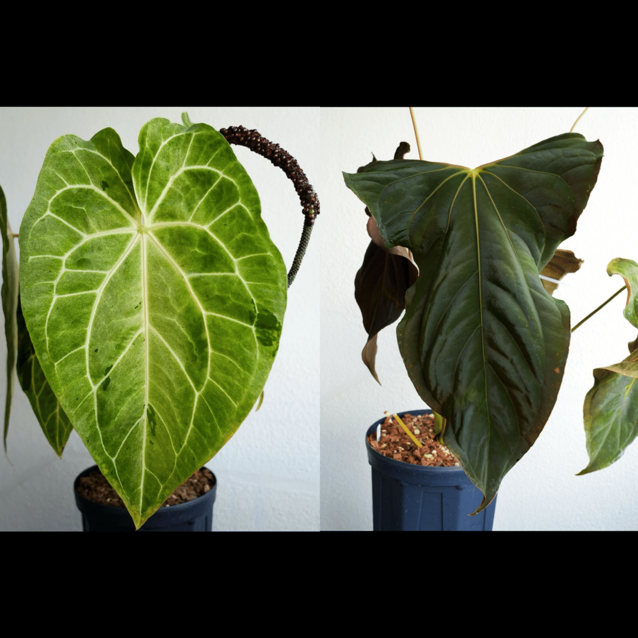 8/10 夏の販売会】新作Hybrid先行リリースのお知らせ｜acu_s_forest