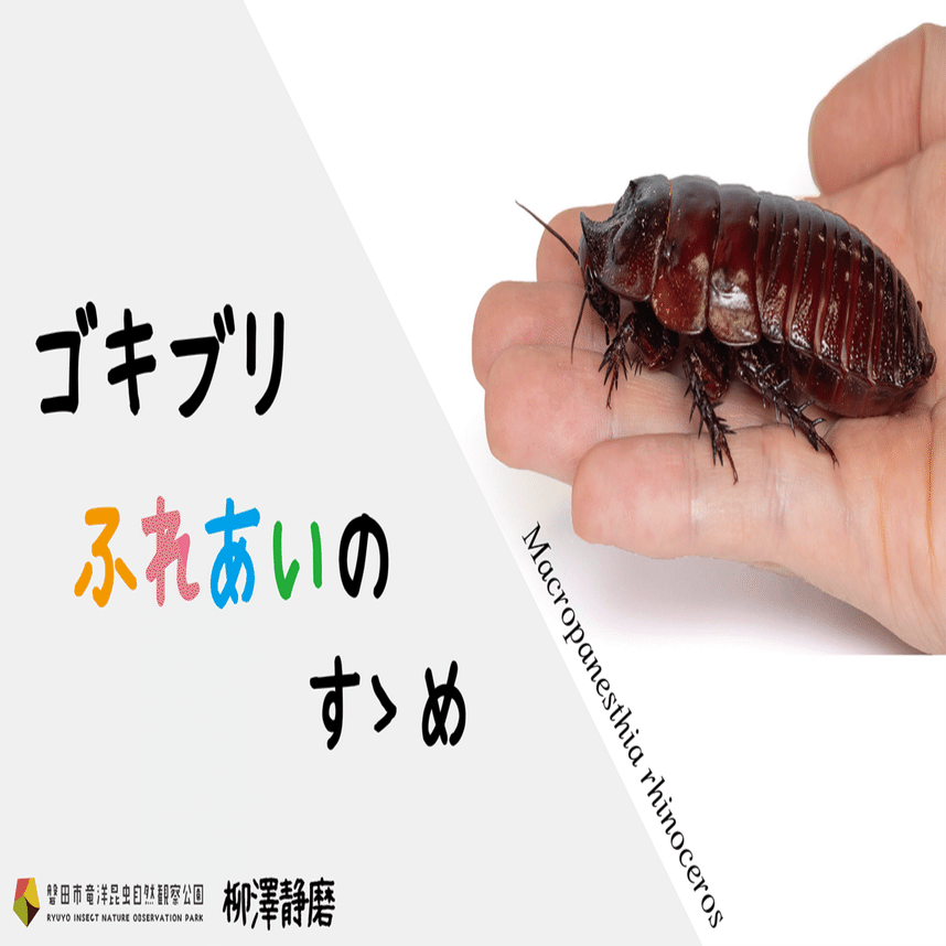 ゴキブリふれあいのすゝめ｜竜洋昆虫自然観察公園
