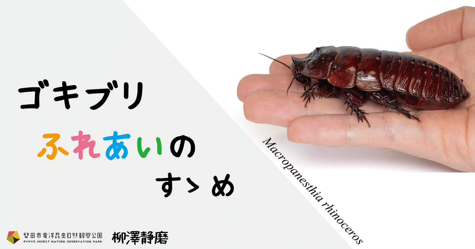 ゴキブリふれあいのすゝめ|竜洋昆虫自然観察公園 ゴキブリふれあいのすゝめ|竜洋昆虫自然観察公園